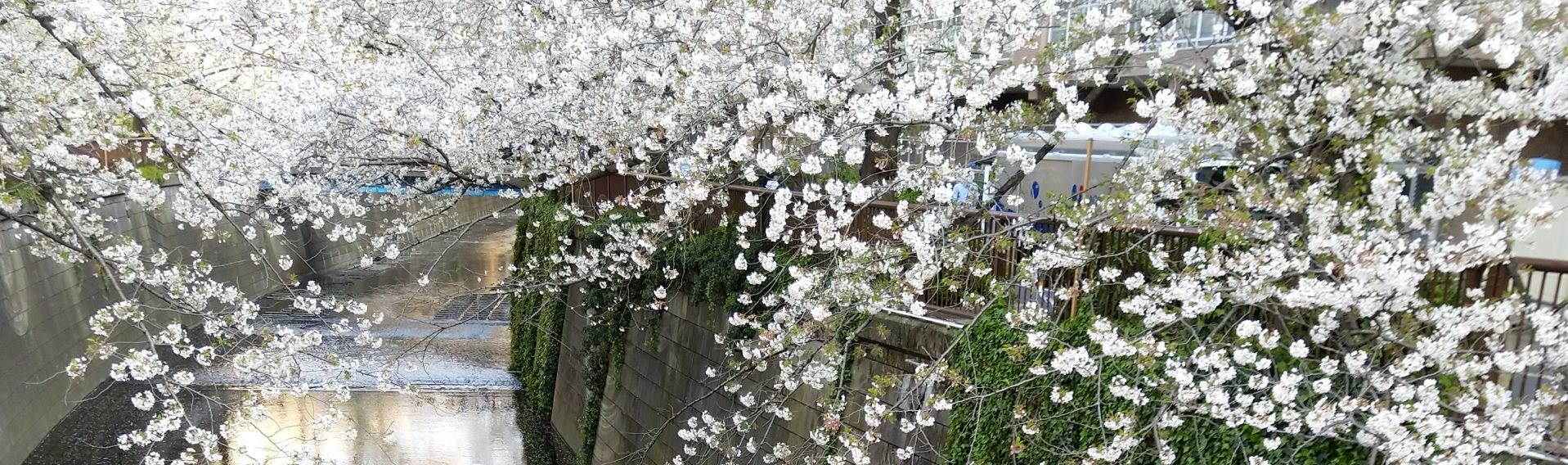 Wyrmanazgaroths Blog